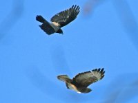 Bussard Kraehe 09
